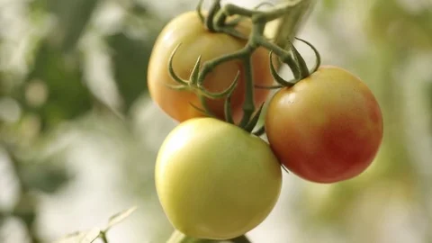 Tomato Stock Footage 80110910