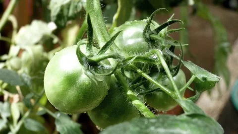TOMATO Stock Footage 138481799