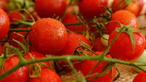 Tomato Stock-Footage 160202530