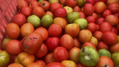 Tomato. Stock Footage 171399613