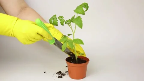 Tomato Stock Footage 185523423
