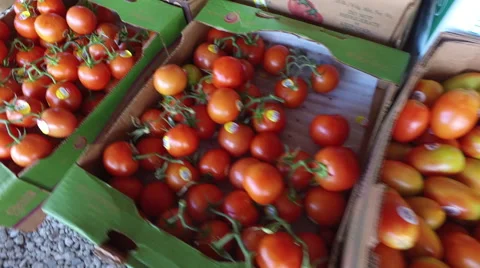 Tomato on a fresh market Stock Footage 67291328