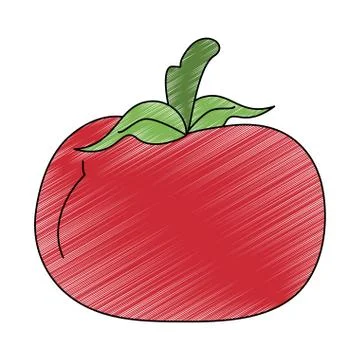 Tomato fresh vegetable scribble Stock Illustration