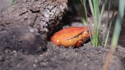 Tomato Frog Video stock 110989835