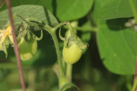 Tomato fruit (1) Stock Photos