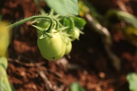 Tomato fruit (2) Stock Photos
