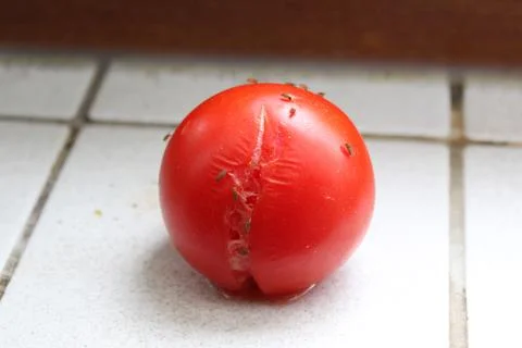 Tomato with fruit flies Stock Photos