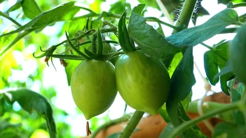 TOMATO FRUIT Stock Footage 138482013