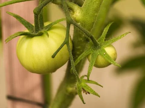 Tomato fruit Stock Photos