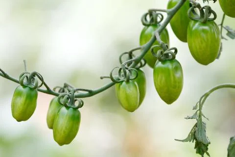 Tomato fruit Stock Photos