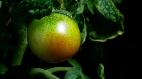 Tomato Fruit Ripening Video stock 66433542