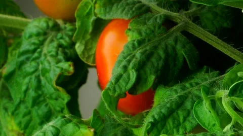 Tomato Fruit Ripening timelapse Stock Footage 65419443