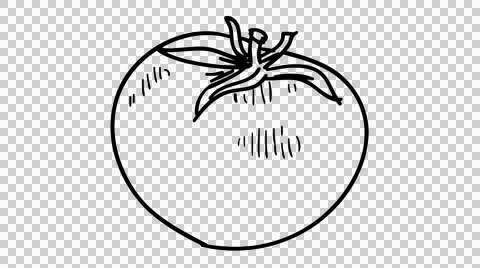 Tomato fruit vegetable cartoon hand drawing illustration animation with transpar Stock Footage 43879618