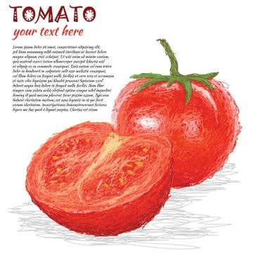 Tomato fruit, vegetable Stock Illustration