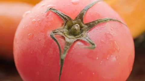Tomato Fruits Stock Footage 108441792