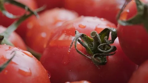Tomato Fruits Video stock 108753787