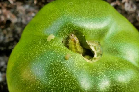 Tomato Fruitworm. Stock Photos
