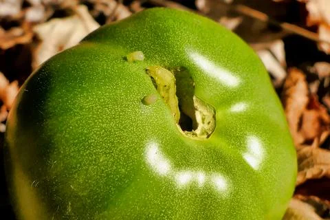 Tomato Fruitworm. Stock Photos
