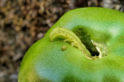 Tomato Fruitworm. Stock Photos