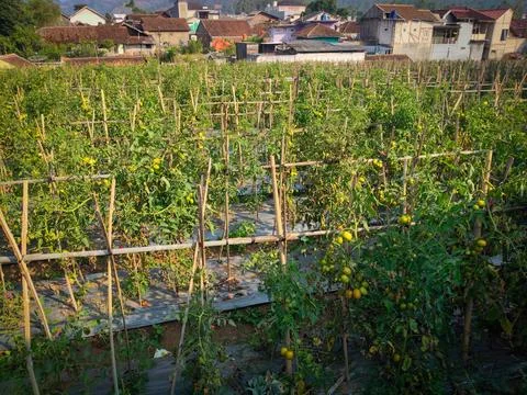 Tomato garden 库存照片