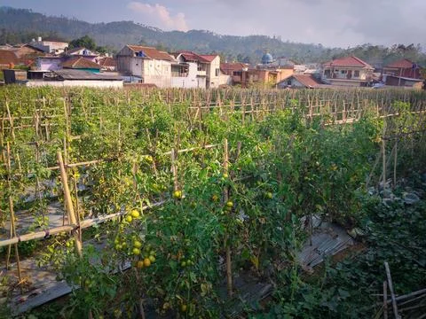 Tomato garden Stock Photos