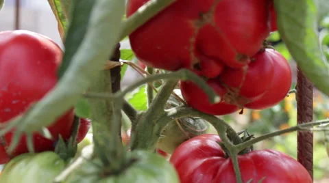 Tomato garden video Stock Footage 53755682