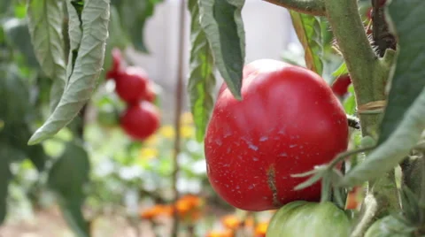 Tomato garden video Stock Footage 53759528