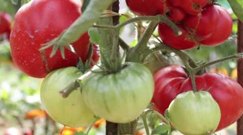 Tomato garden video Stock Footage 53766613