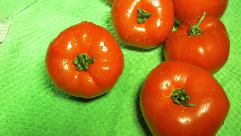 Tomato green background Stock Footage 75814073