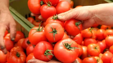 Tomato in a Greenhouse Stock Footage 11130129