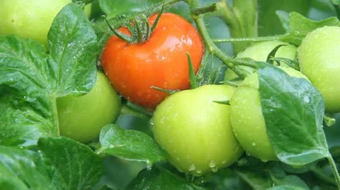 Tomato in a greenhouse Video stock 11148565