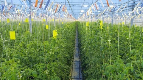 Tomato in greenhouse 動画素材 93798518