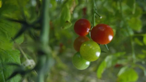 Tomato in greenhouse Видео 93799051