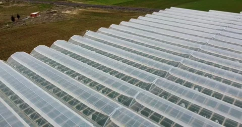 Tomato greenhouse Stock Footage 236995946