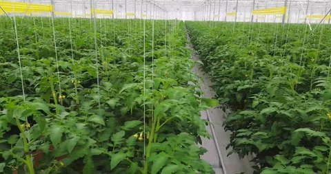 Tomato greenhouse Stock Footage 236996017