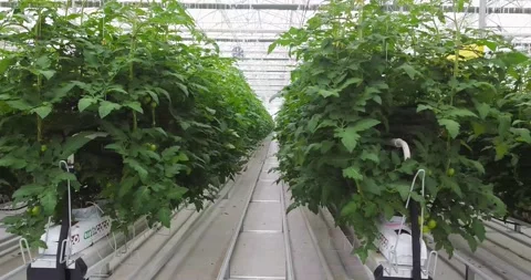 Tomato greenhouse2 Stock Footage 236996016