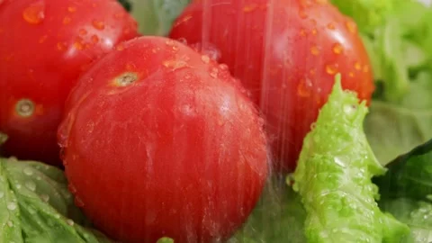 Tomato, Greens, Drops Falling, Close Up Macro 4k Stock Footage 227704435