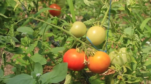 Tomato growing in the garden Video stock 49049953