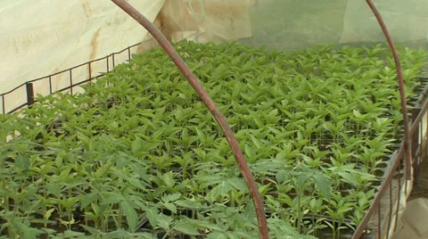 Tomato growing in hothouse Stock Footage 39667112