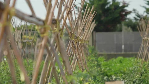 Tomato growing method. Tomato plantation. Stock Footage 156767265