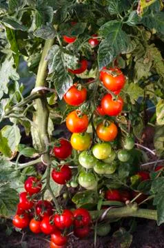 Tomato growing Stock Photos