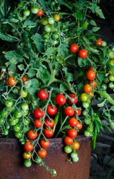 Tomato growing Stock Photos