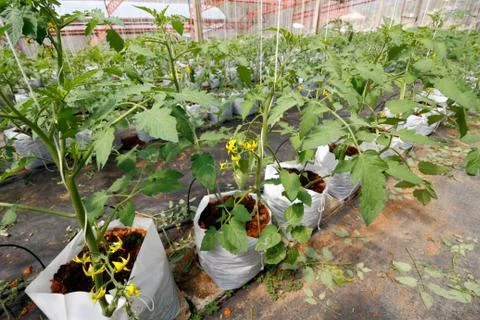 Tomato growing Stock Photos