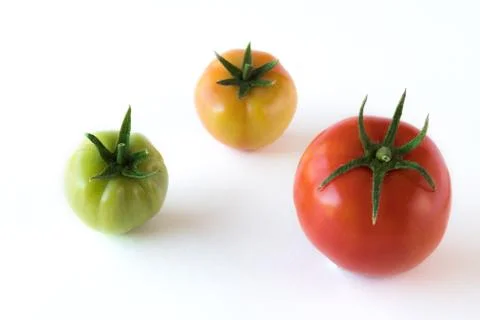 Tomato growing up showing progress with leafs set isolated on white backgroun Stock Photos