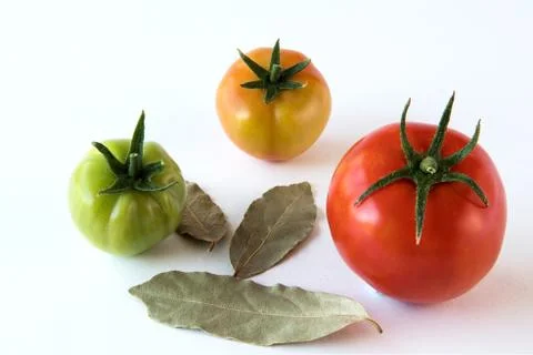 Tomato growing up showing progress with leafs set isolated on white backgroun 库存照片