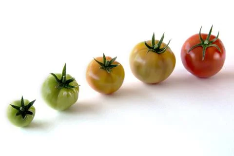 Tomato growing up showing progress set isolated on white background. Health C Stock Photos