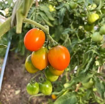 Tomato grows in a garden plot in a greenhouse Stock Photos