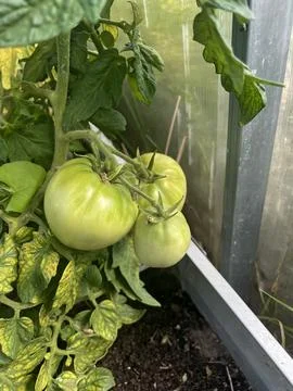 Tomato grows in a garden plot in a greenhouse 스톡 사진