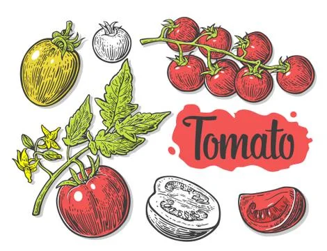 Tomato, half and slice isolated engraved illustration. Set hand drawn tomatoe Stock Illustration