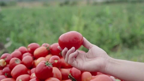 Tomato in hand on the background of a heap of tomatoes Stock Footage 137866763